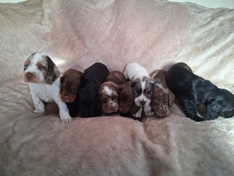 Cocker spaniel puppies 