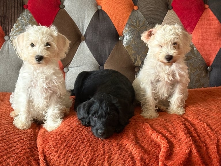 image for Gorgeous puppies ready now