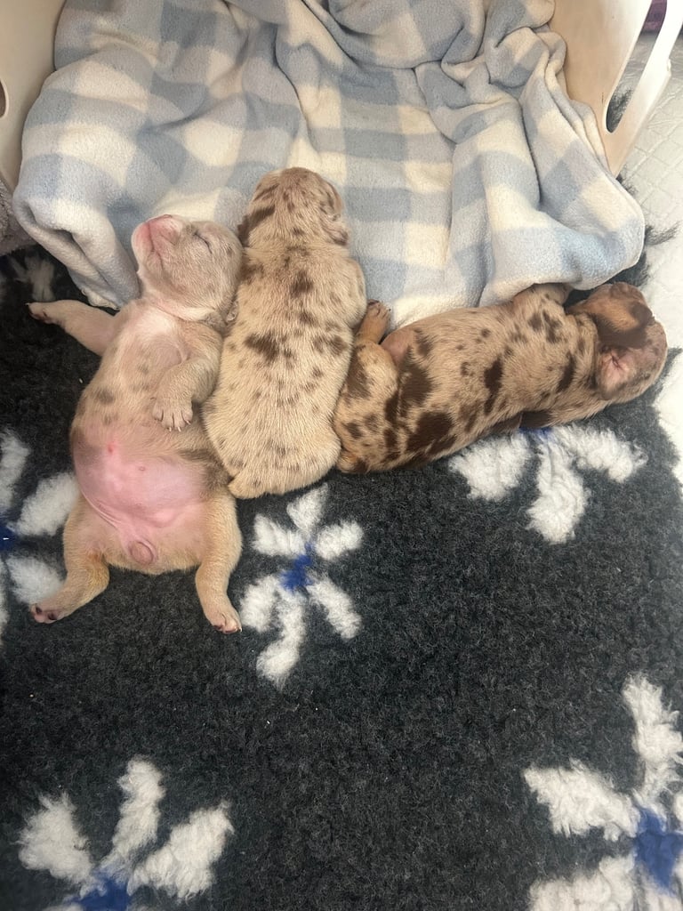 English Bull dog pups 
