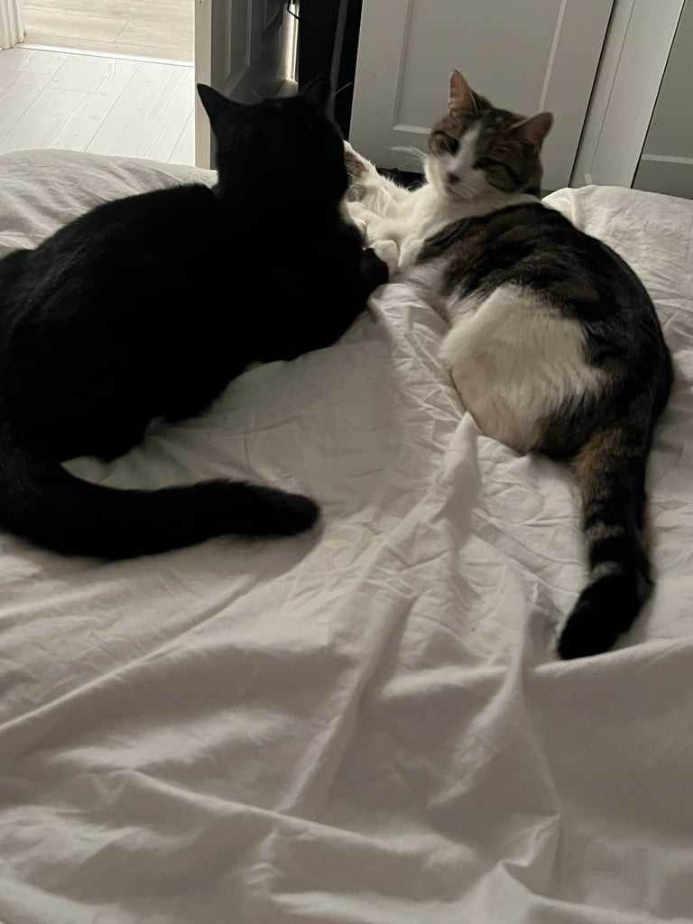 Re-home our Amazing Cats 