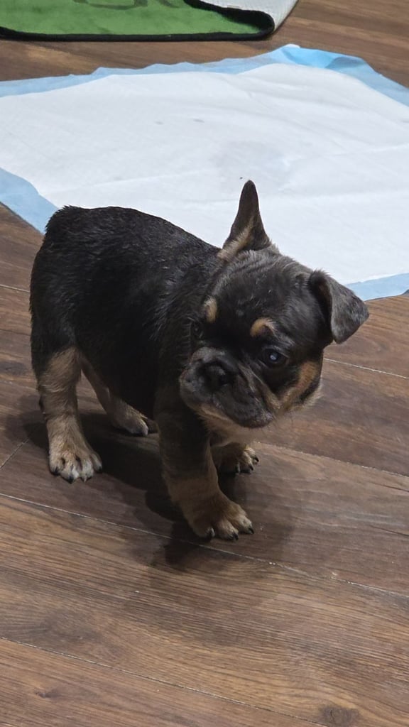 French bulldog puppys 