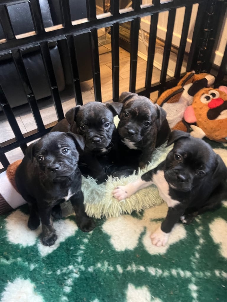 French bull dog X Staffordshire bull terrier