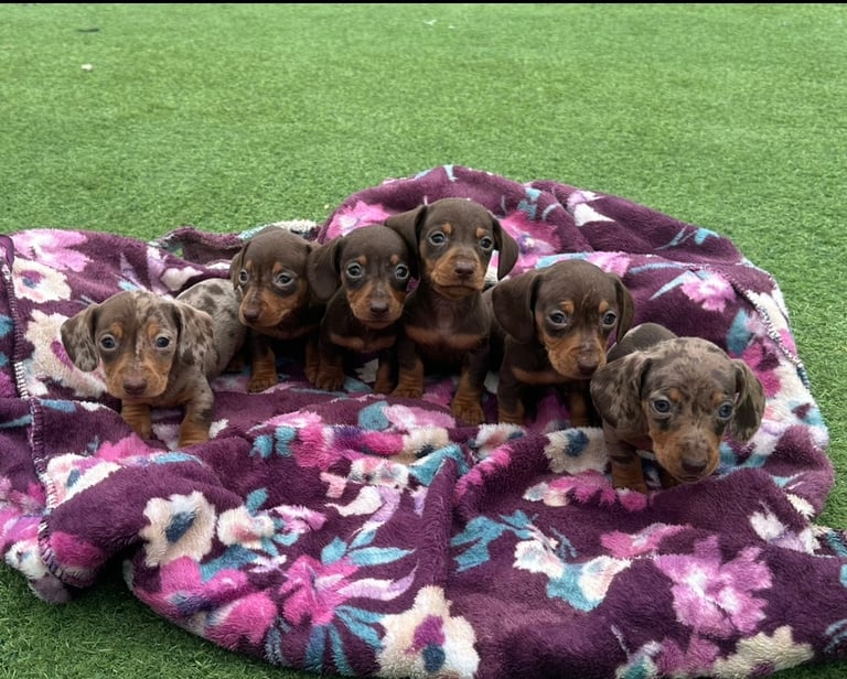 6 mini dachshund 