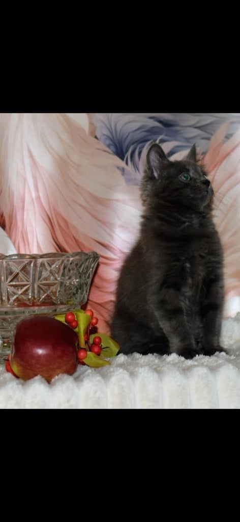 British short hair  x Russian blue 