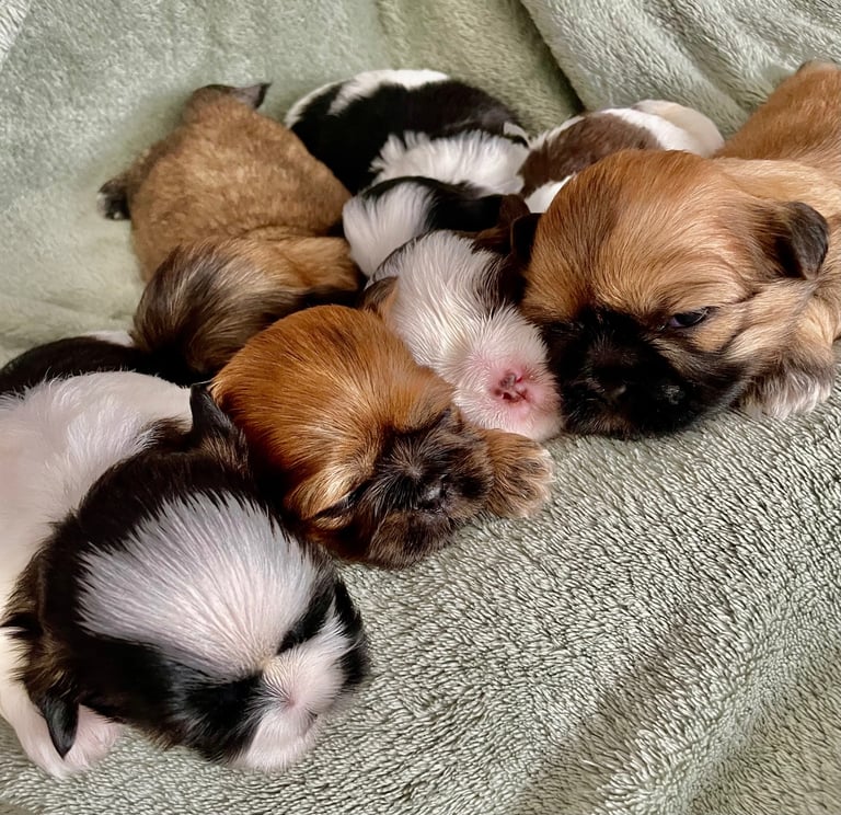 Adorable Shih Tzu Puppies