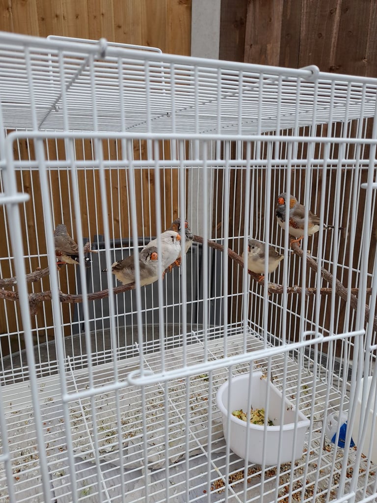 Zebra Finches  £15 for 2
