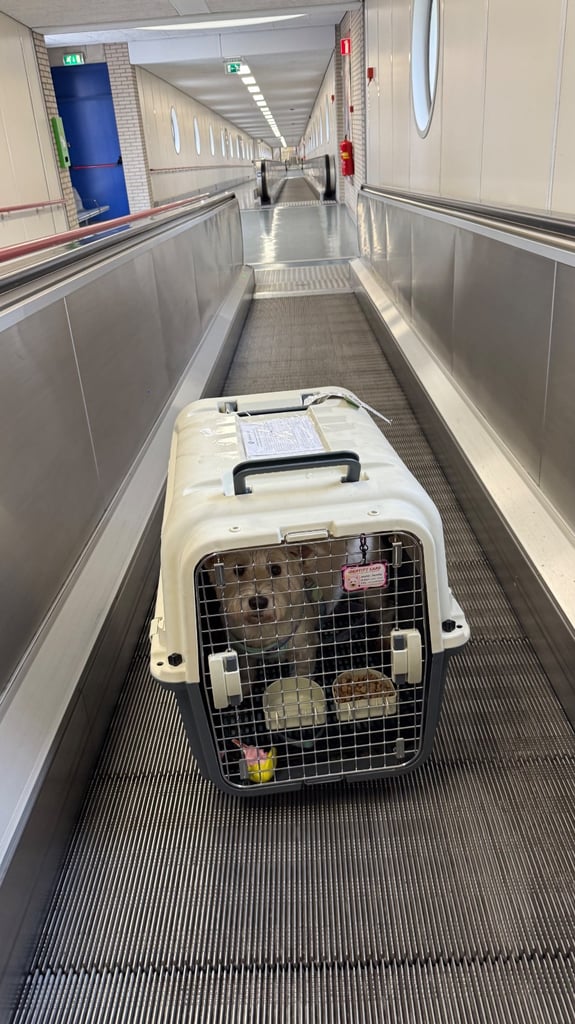 Pet Carrier/Cage for airlines