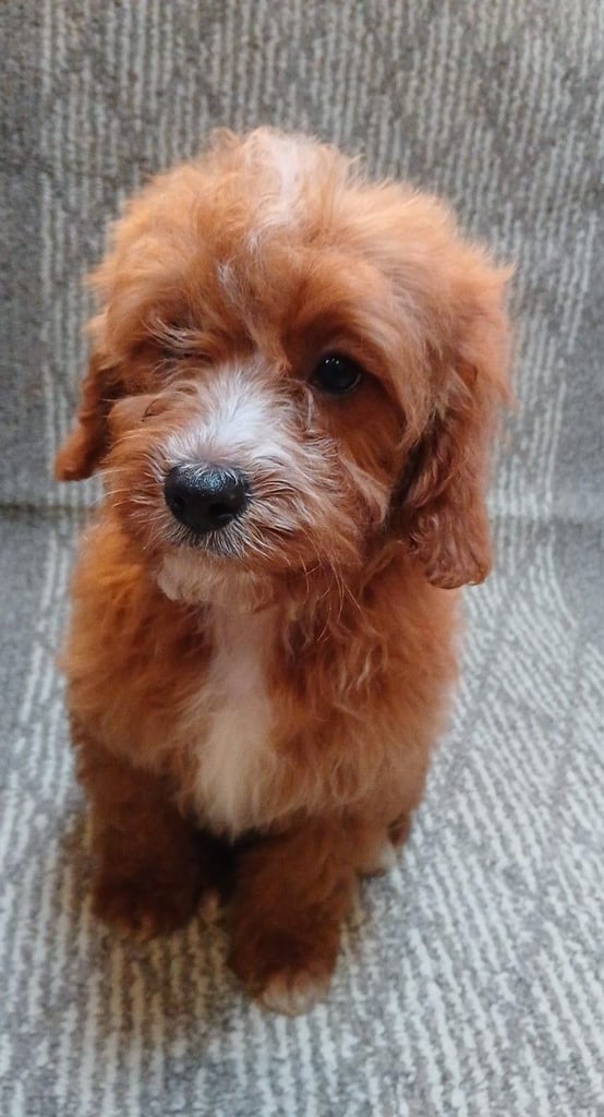 Red Cavapoo puppies for sale