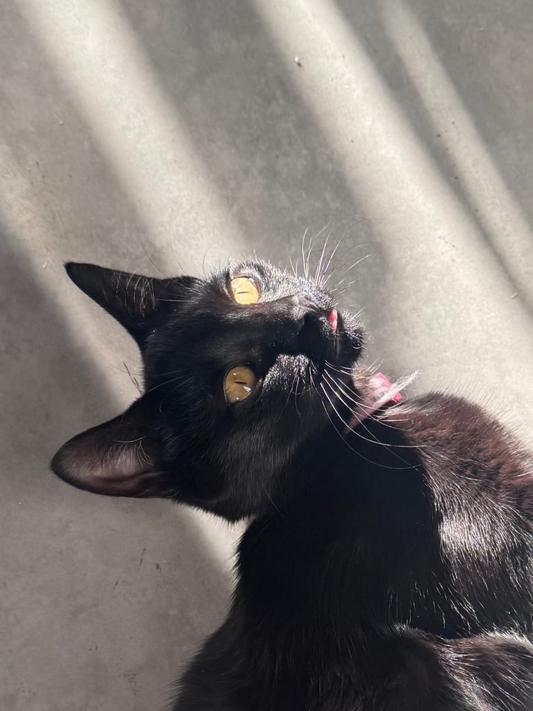 image for Super friendly 6 month old kitten