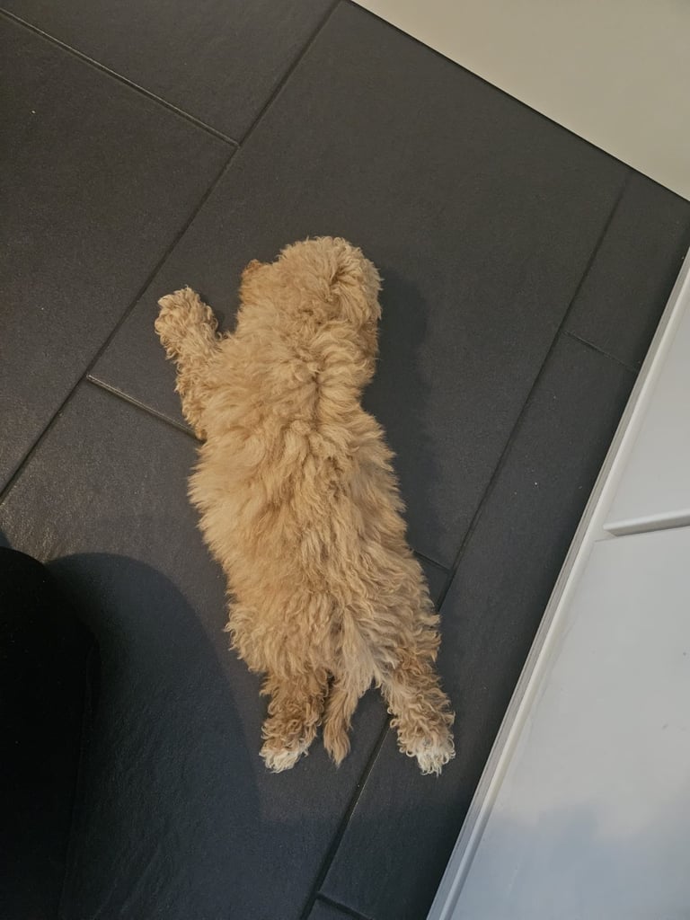 Beautiful teddy bear Maltipoo 
