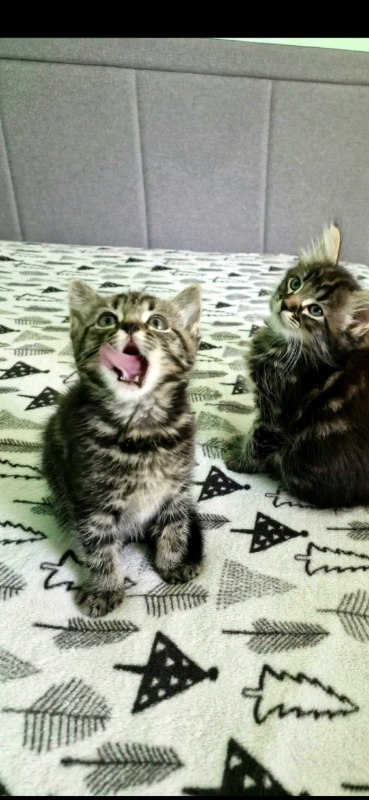 2 kittens for sale, 2 grey(girls) 