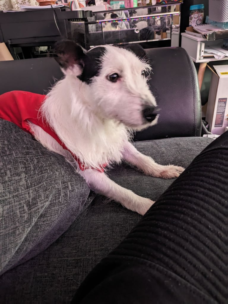image for 3 year old jack Russell 