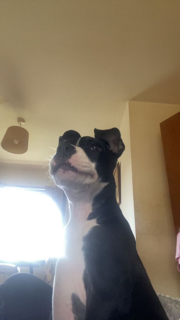 5 1/2 months old boy 