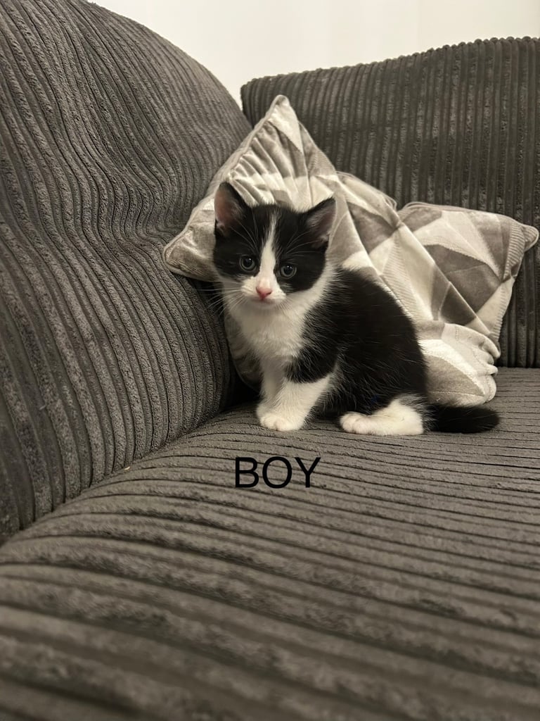 Kittens, 8 weeks, black and white, 1 x girl, 4 x boys, ready now 
