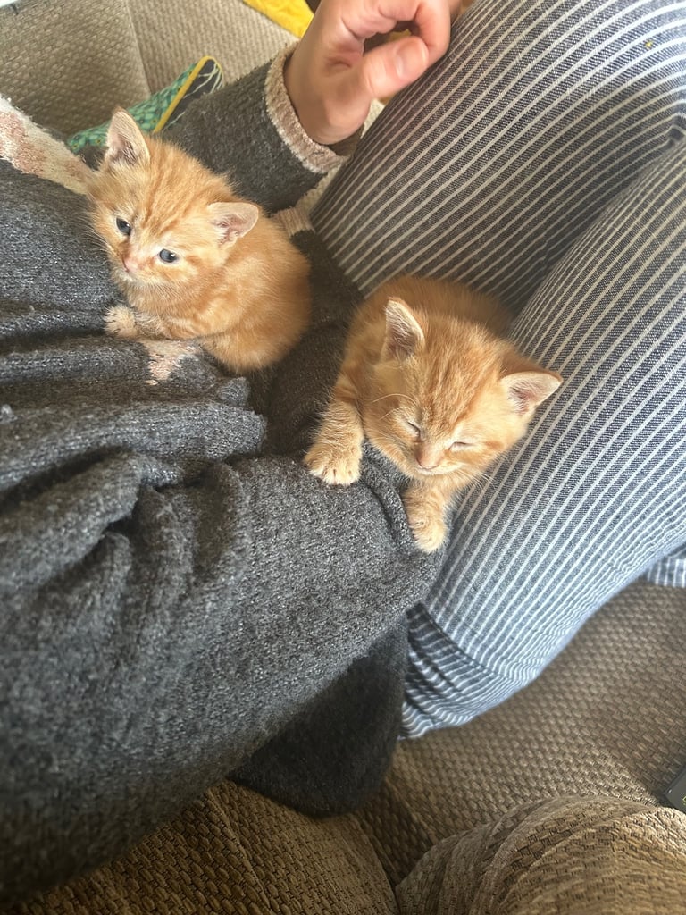 Gorgeous affectionate fluffy kittens 