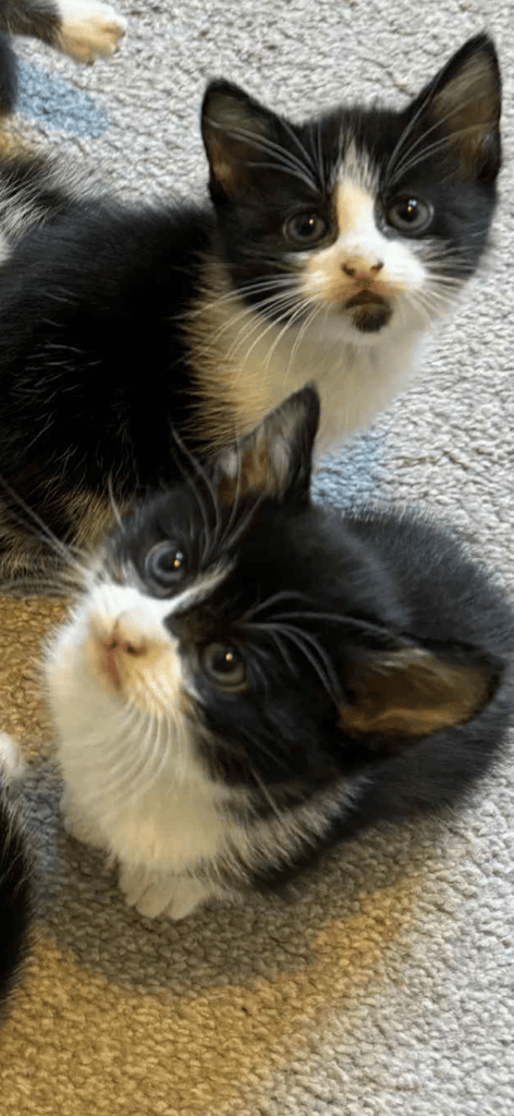 Kittens