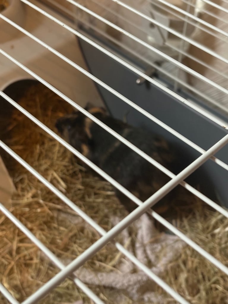 Guinea pigs for sale 