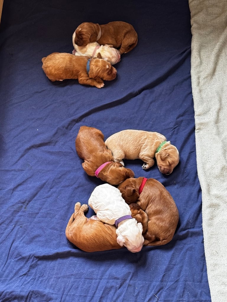 Adorable F1 Cockapoo Puppies Ready Soon! 🐶