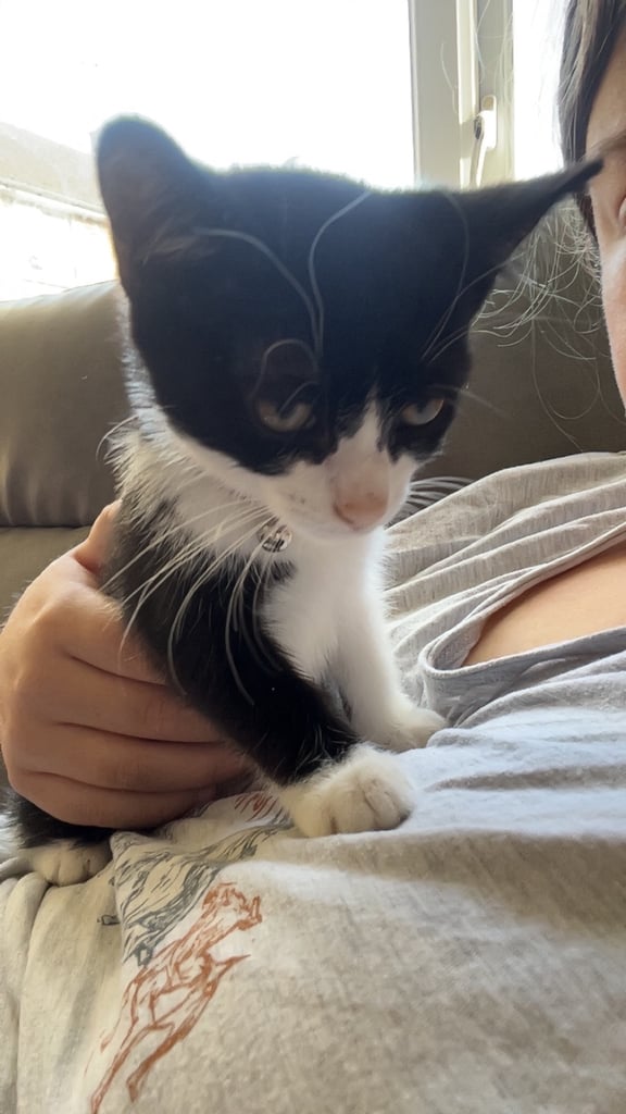 Female kitten 