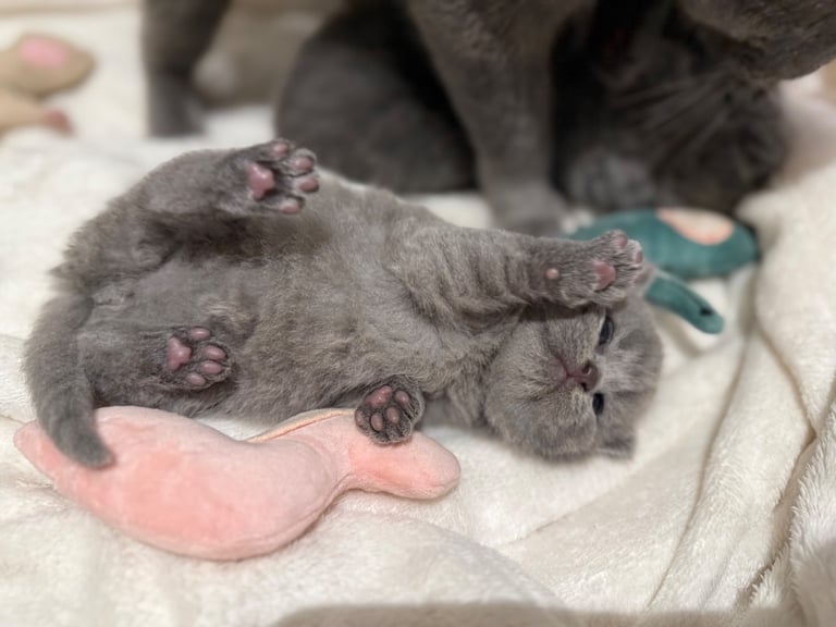 BSH kittens - All SOLD 