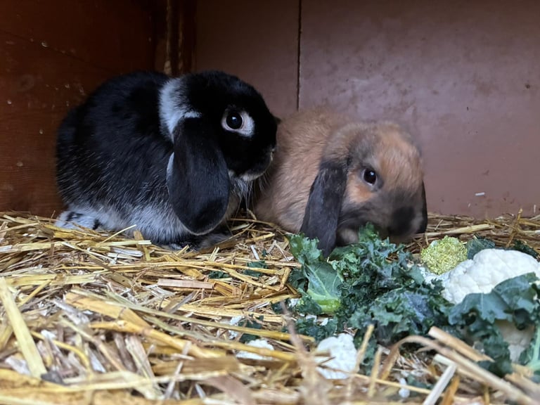 Baby minilop rabbits