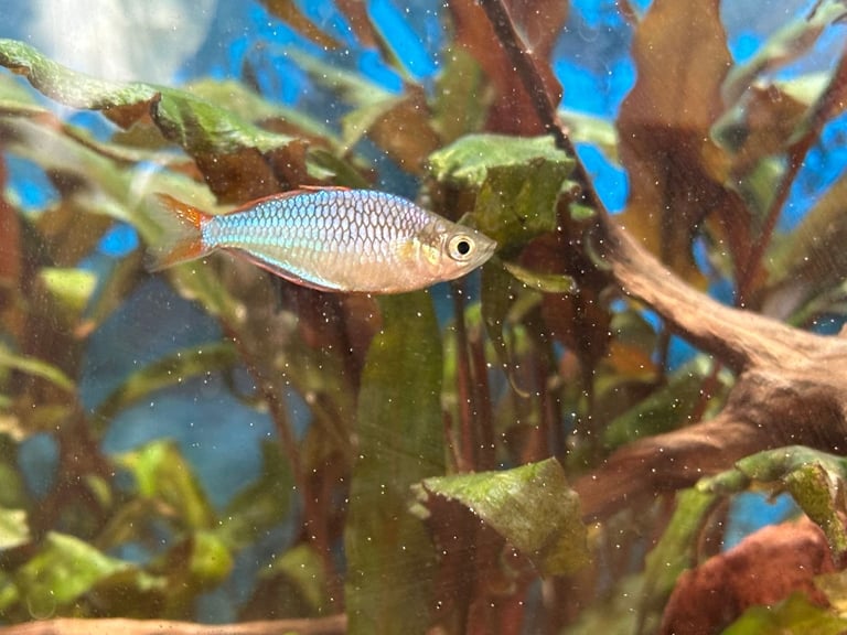 Aquarium with Fish and Plants