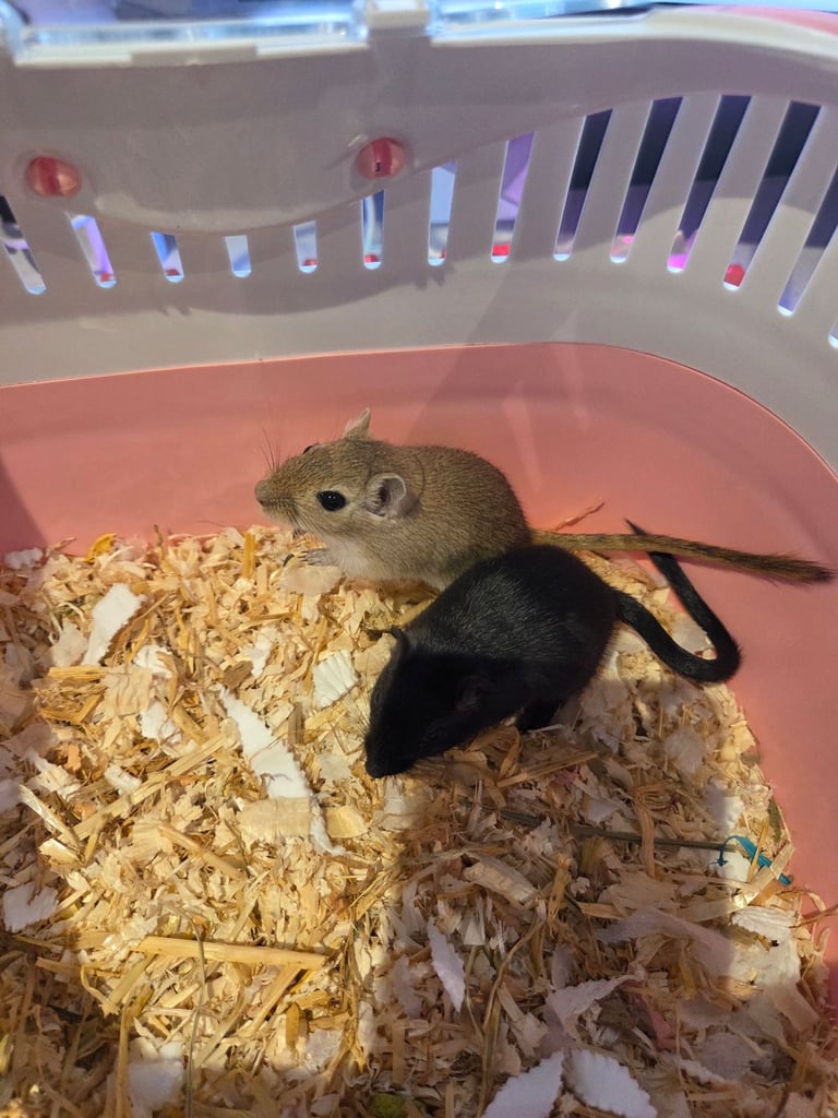 Two Female Bonded Gerbils