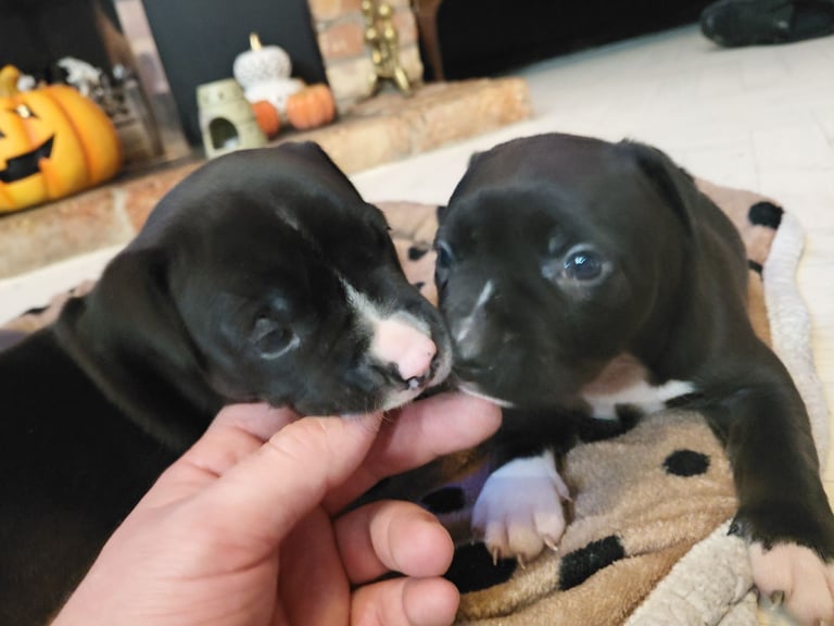 Bully pups for sale