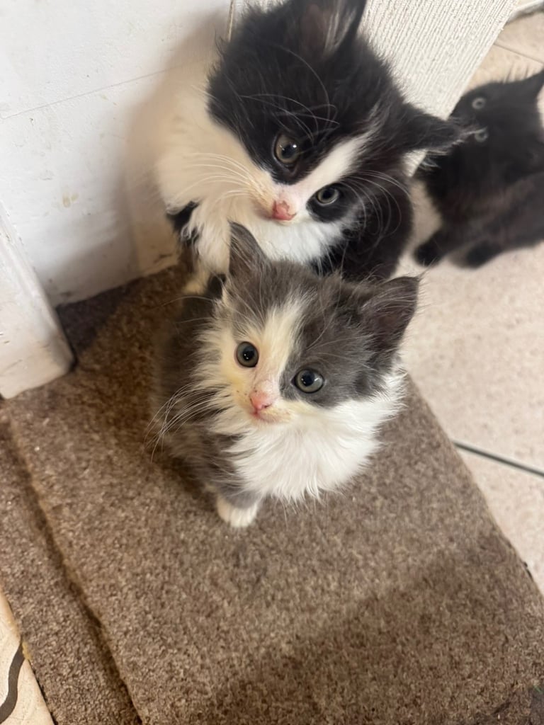 5 kittens ready for forever homes 