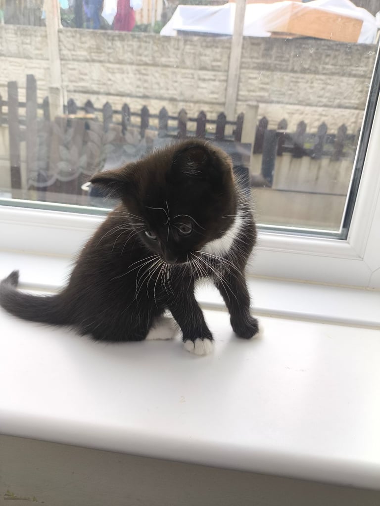Nice kittens ready for their own home
