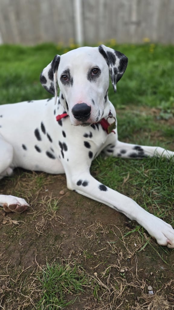 Dalmatian Looking for a loving home ASAP