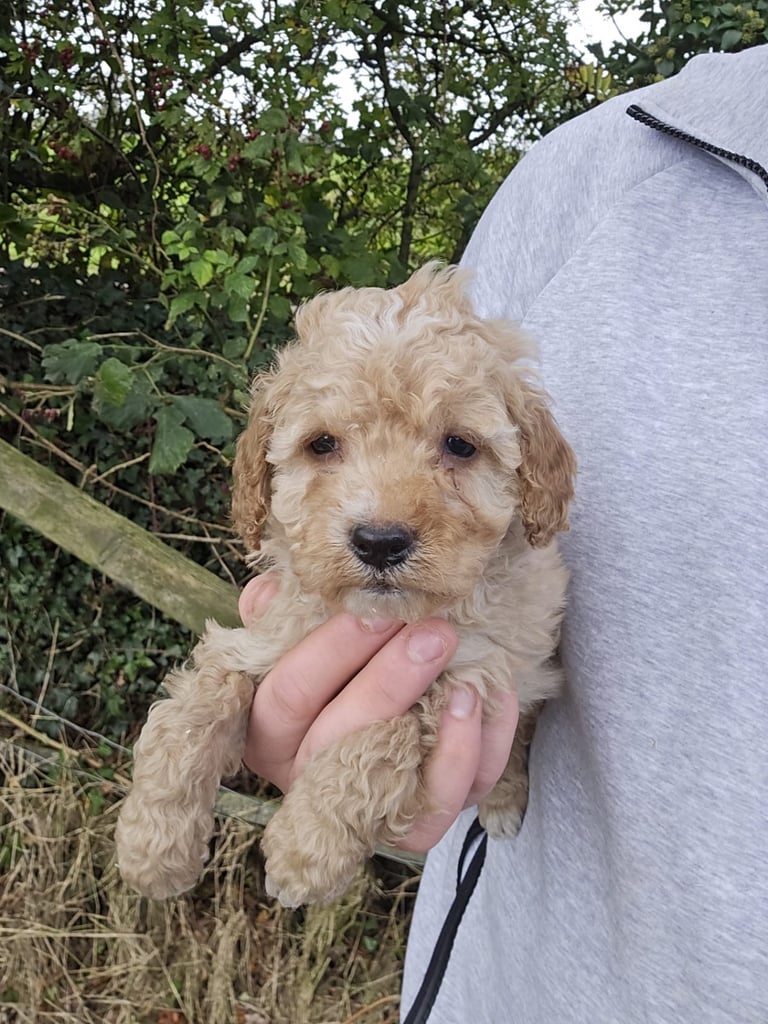 image for Cavapoo puppies