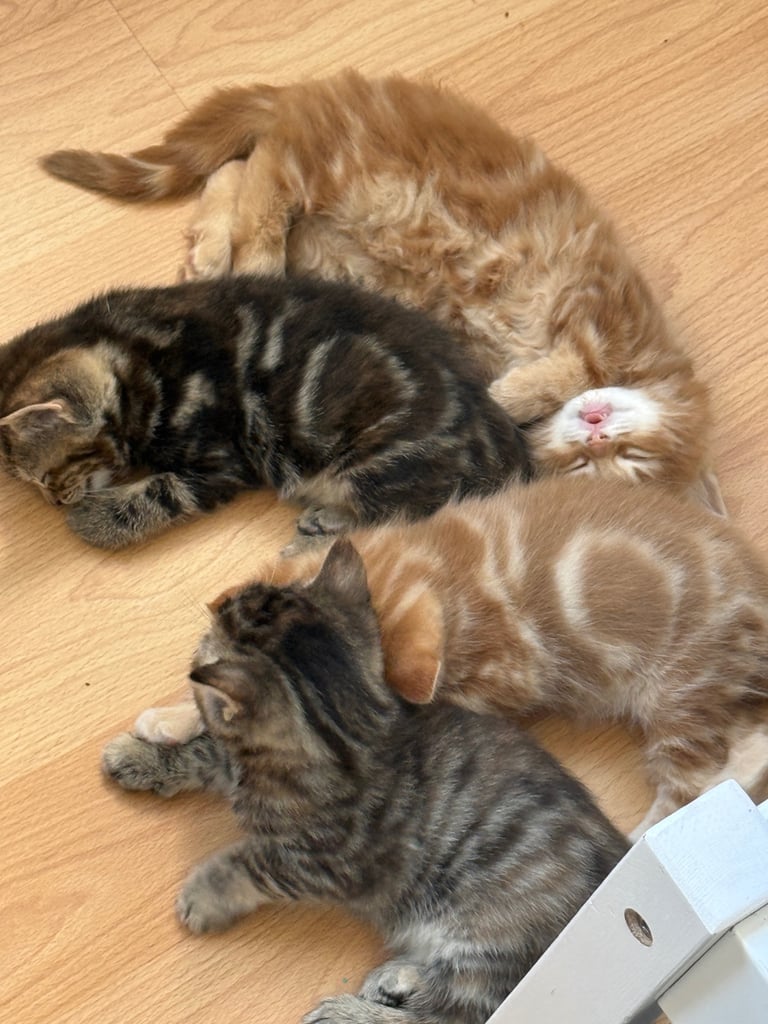 Kitten 