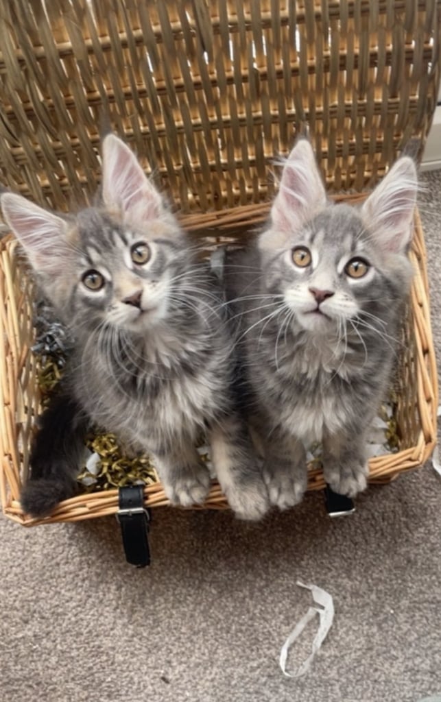 image for Pedigree Maine Coon Kittens Champion-Giant Russian