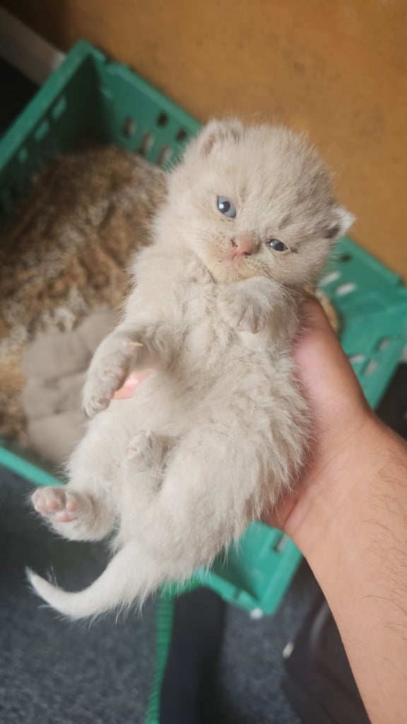British shorthair kittens 