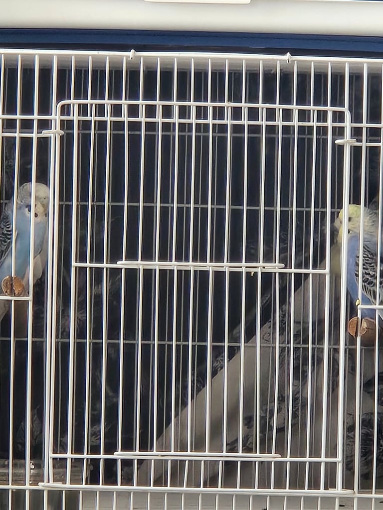 Bird cage for sale 🐦