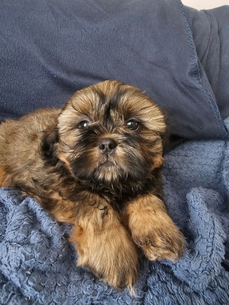 🐶 Shih Tzu Puppy READY NOW – Licensed Breeder (Licence No. DB/19/25)