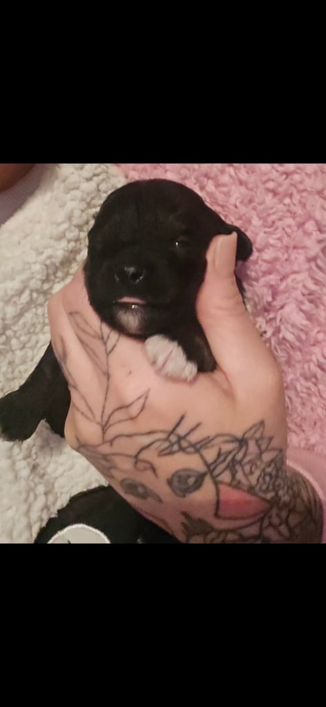 1 time miniature pomapoos 