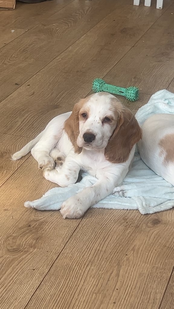 Cocker spaniel pup