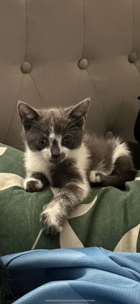 image for Grey male kitten