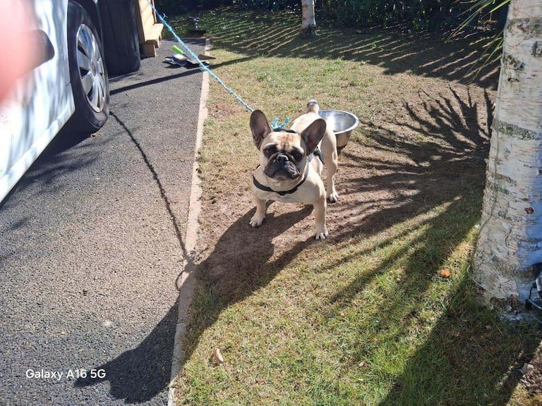 FRENCH BULLDOGS , 2 Fawn black mask  , friendly , loving , looking for their new home 
