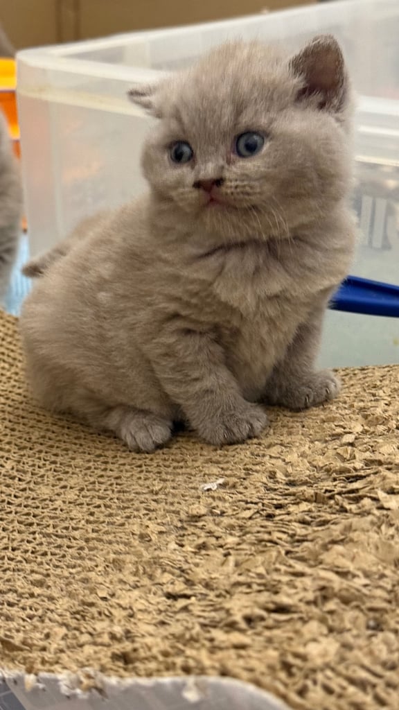 Pedigree BSH kittens 