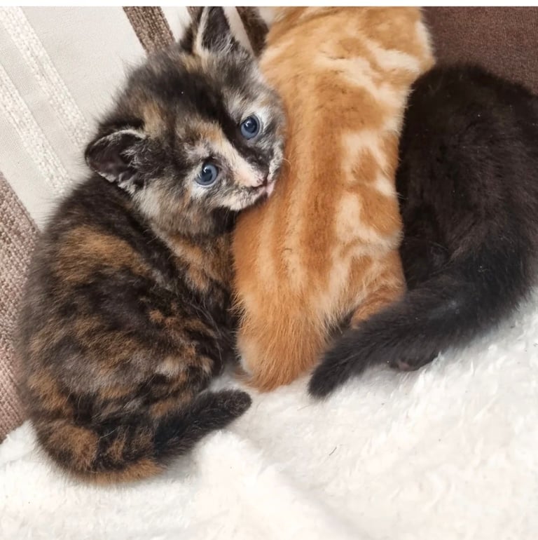 Kittens for sale 
