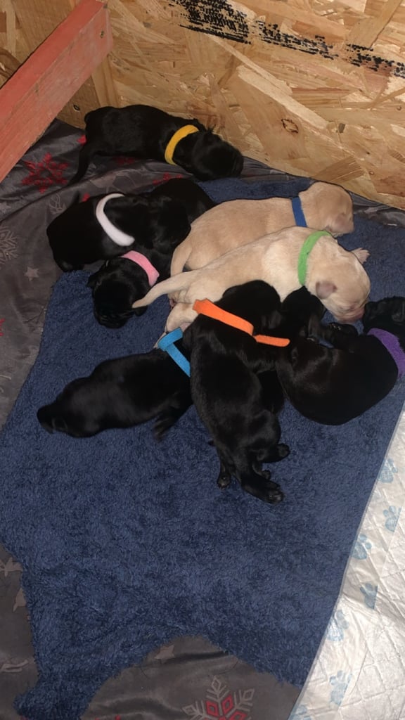 Labrador retriever puppies 