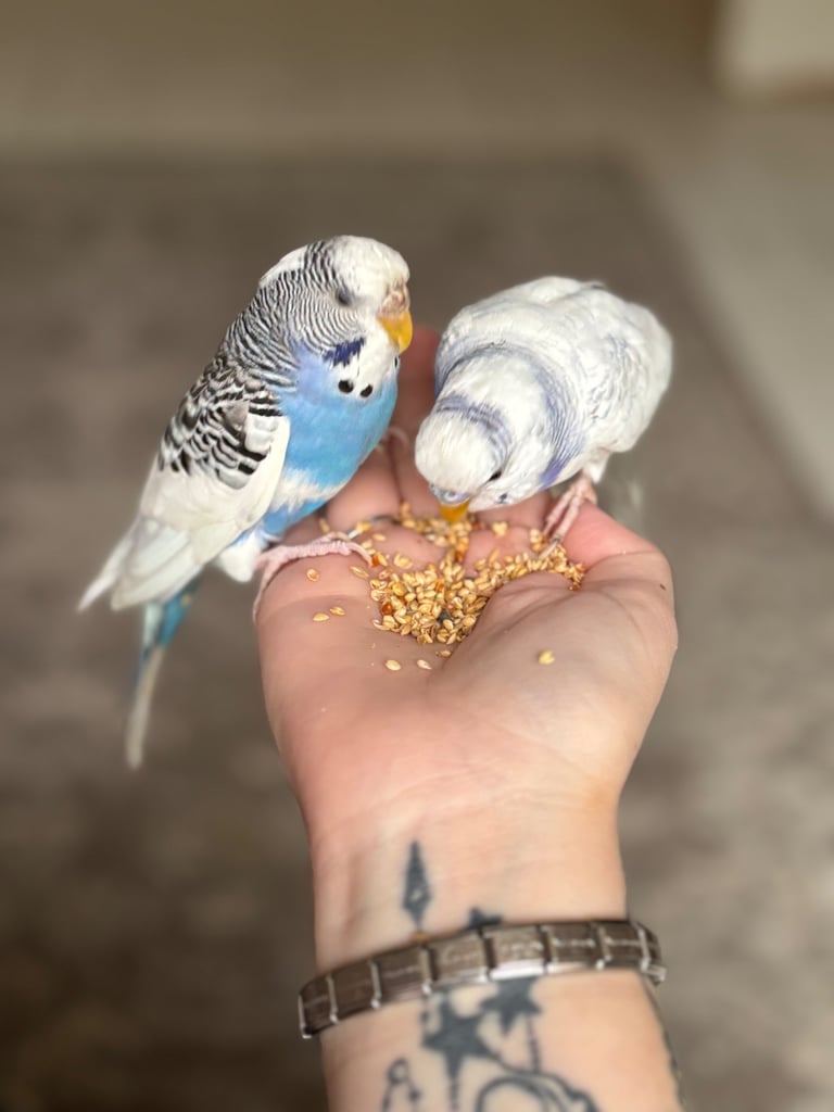 Male & female budgies