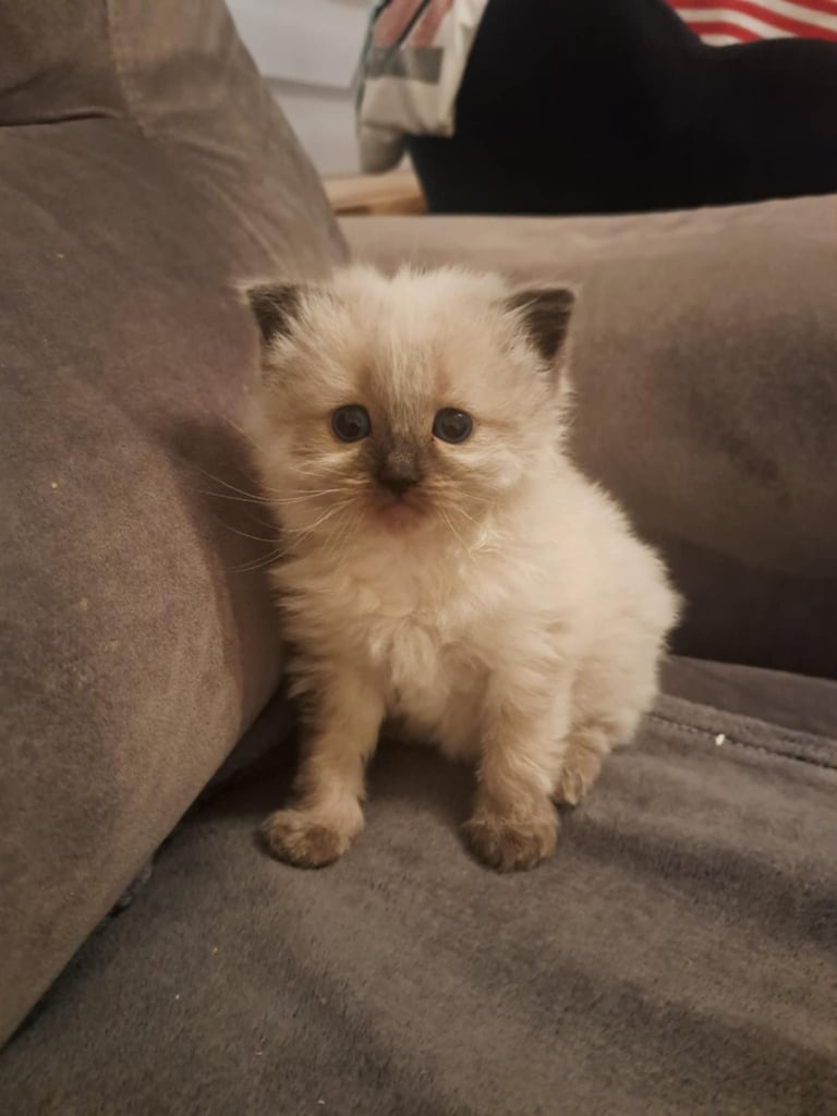 Ragdoll kitten - female