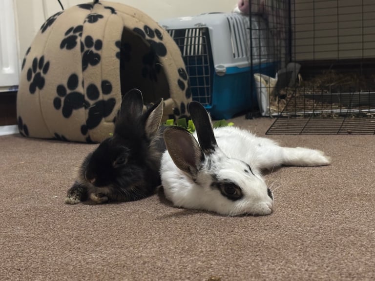 🐰Bunnies looking for new home🏡❤️❤️