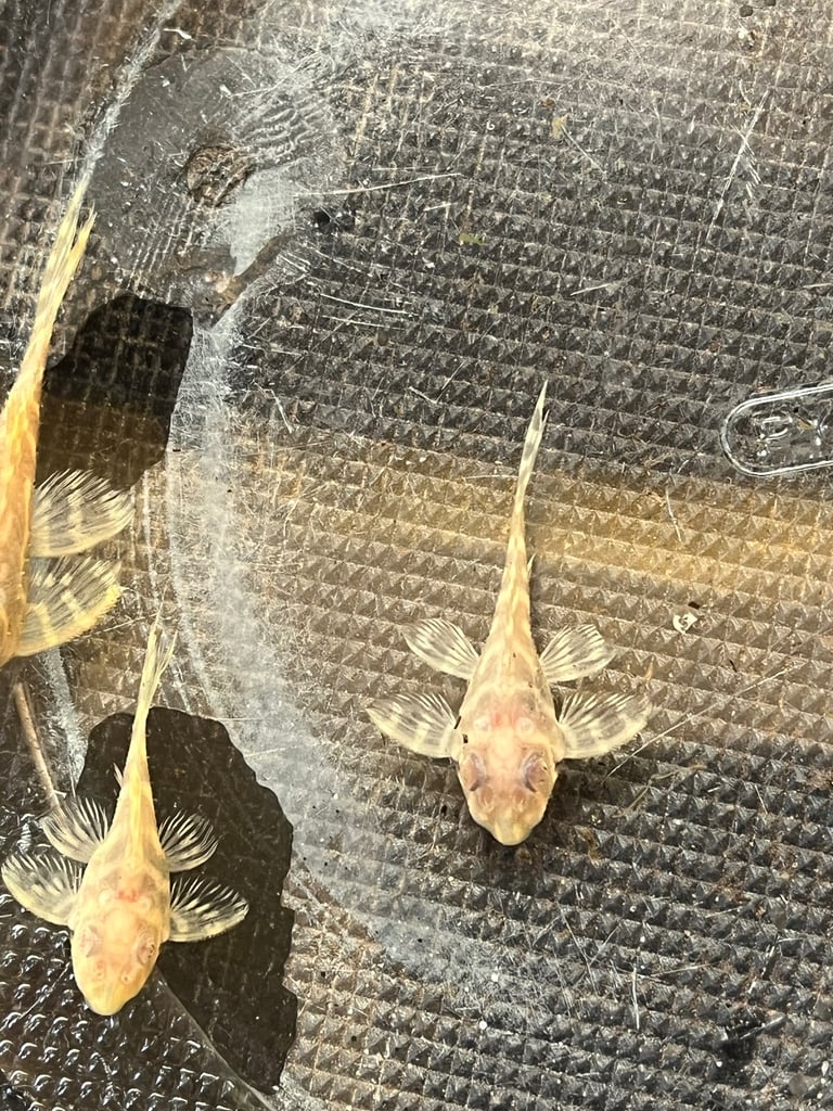 L333 Albino. Rare in UK. 1-2”. £40