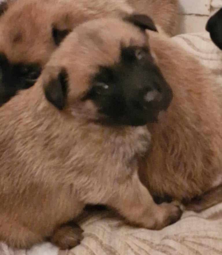 Large Belgium malnois pups with kc regged dad 