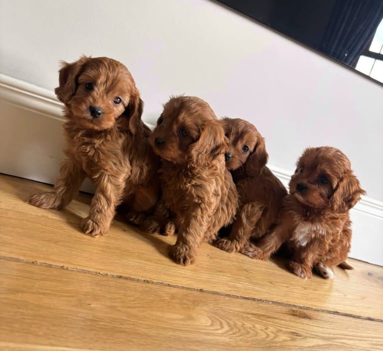image for BEAUTIFUL LITTLE RED CAVAPOO PUPPIES 